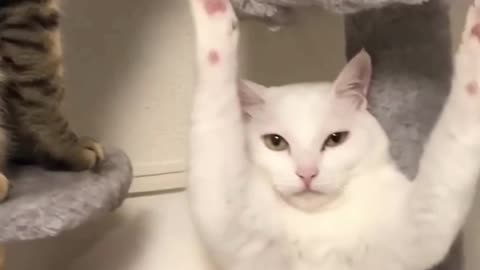 Funny Cats