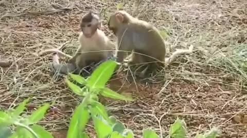 #snake vs monkey