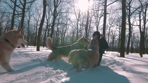 Young woman playing and hugging siberian husky dogs in snow forest