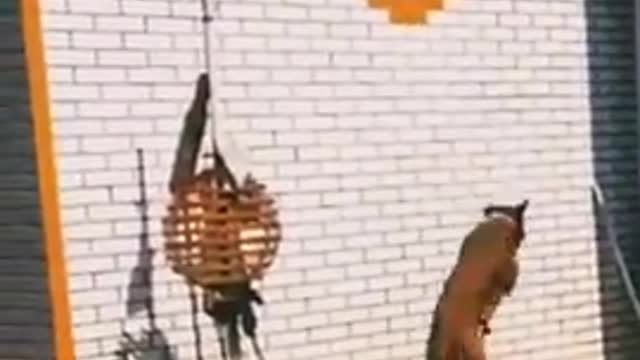 Funny dog video