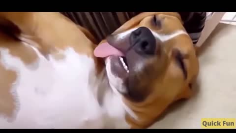 Dogs and Cats Very Funny Videos