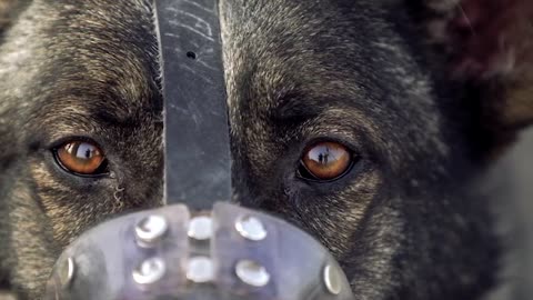 Military dog