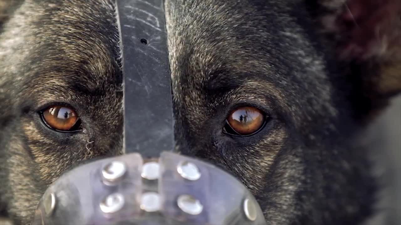 Military dog