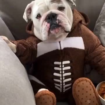 Dog eating in attitude..