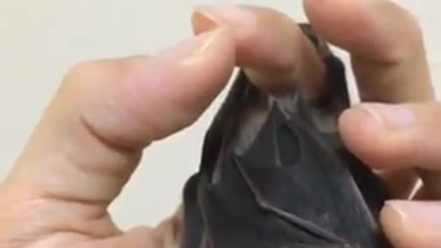 Bat Hangs From Hand, Yawns, And Grooms Itself All In Under A Minute