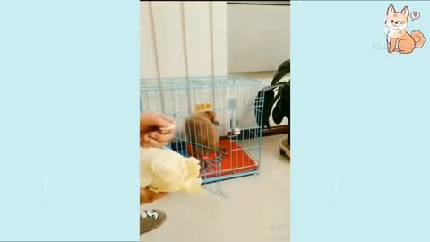 Smart and funny dogs