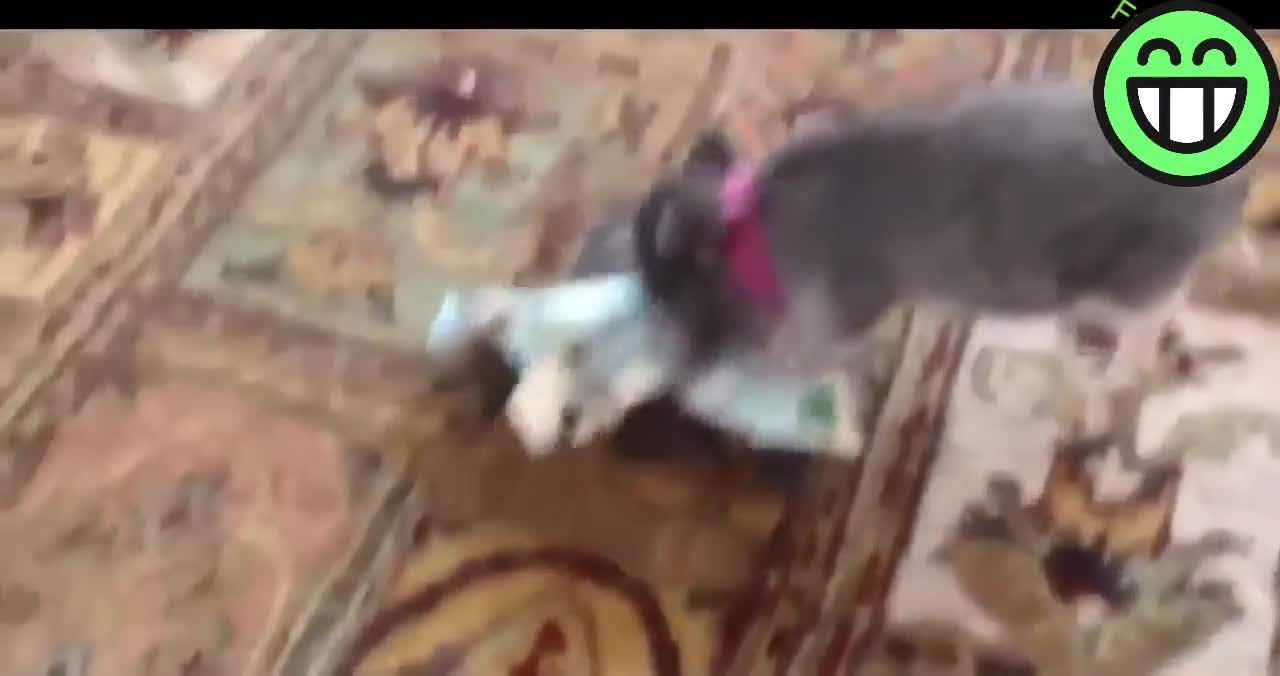 Funny Pig compilation