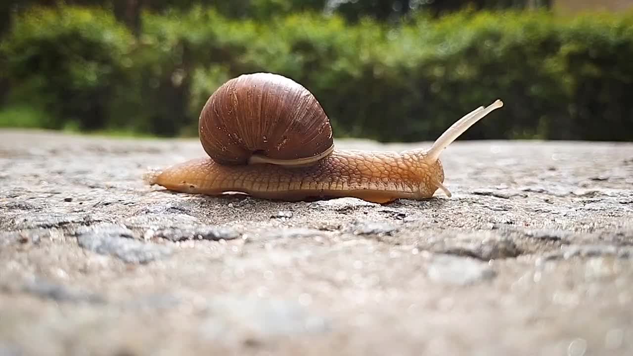 The snail was travelling at leisure