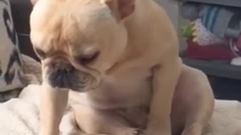 Funny Dog Videos That Will Make You Laugh!