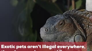 10 Exotic Pets and Where They Are Legal to Own