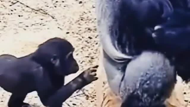 Baby gorilla very funny video in USA