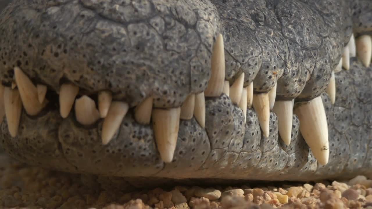 Close-up shot of crocodile head. Eyes with following view to powerful jaws with big teeth