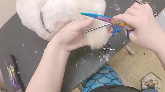 Maltese Dog trimming