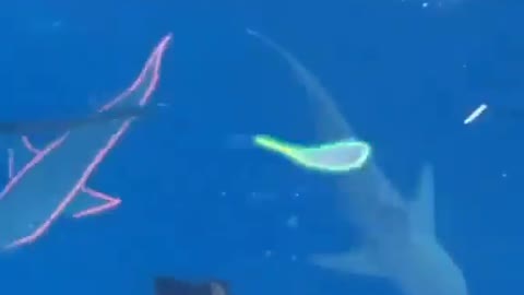 This is a beautiful and charming water-dwelling species