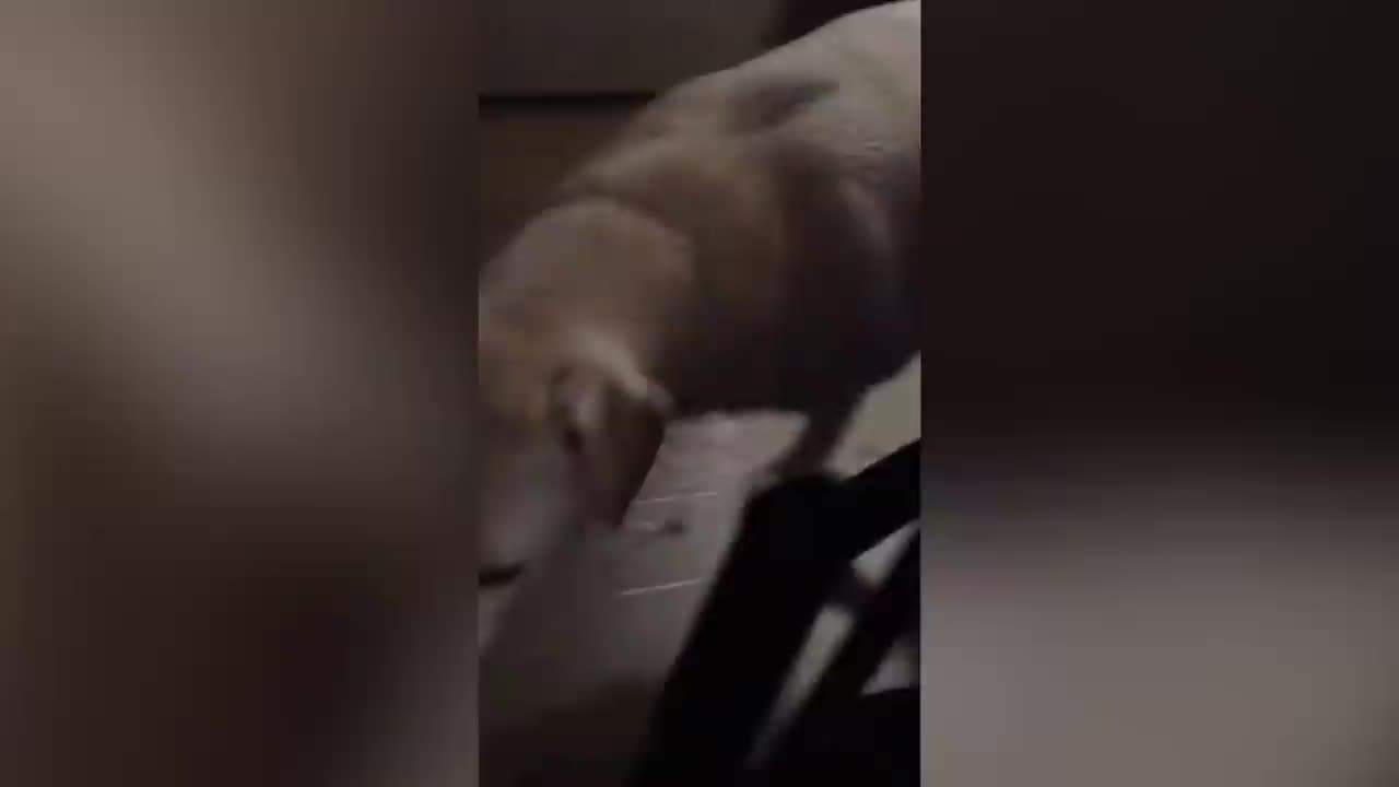 try not to laugh funny animals compilation