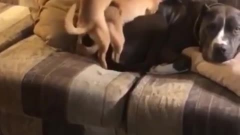 Watch what my dogs are having sex😂😂