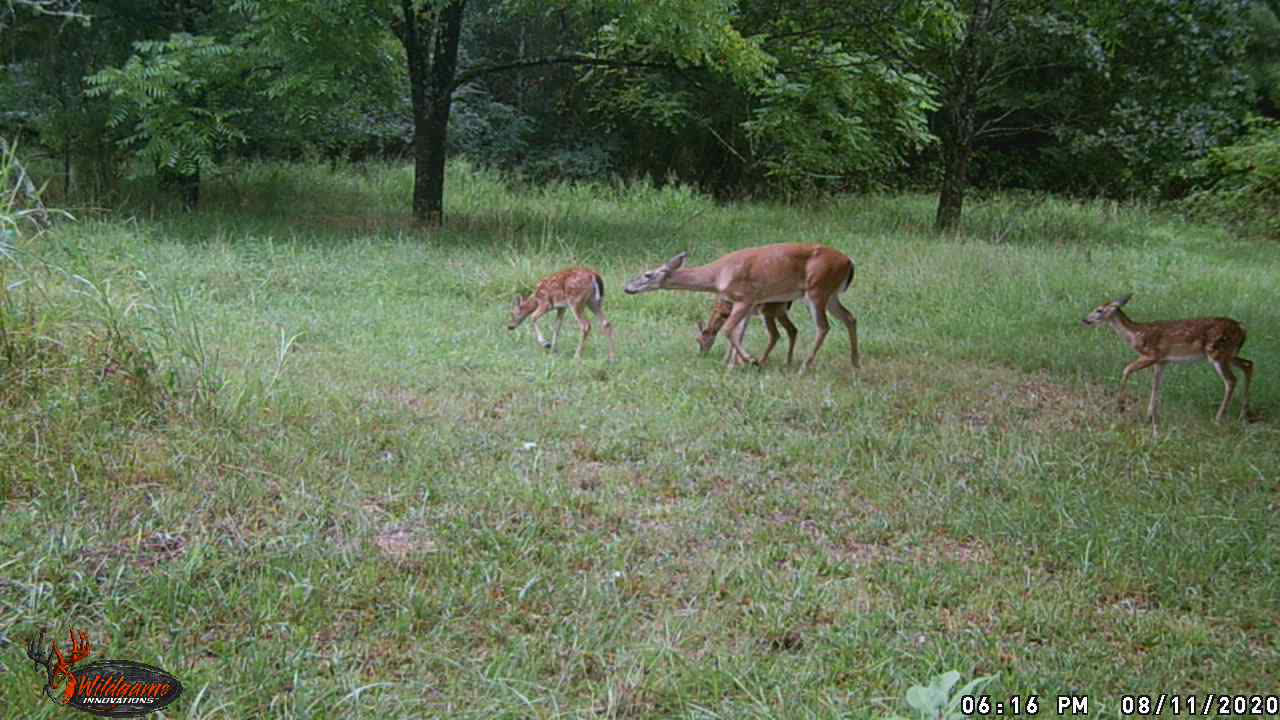 Summer Triplets 2020