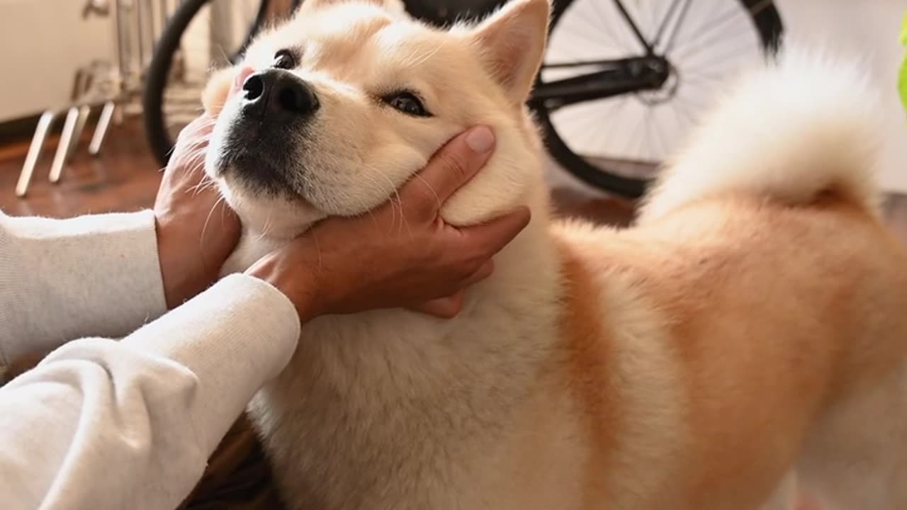 Funny dog