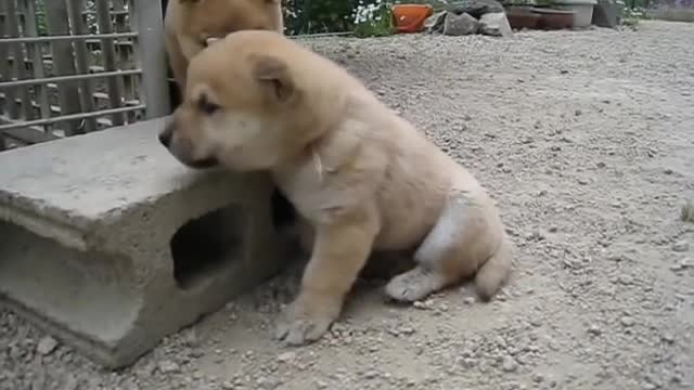 Baby Dog Adorable ✓ Puppy Pets Cute Animals