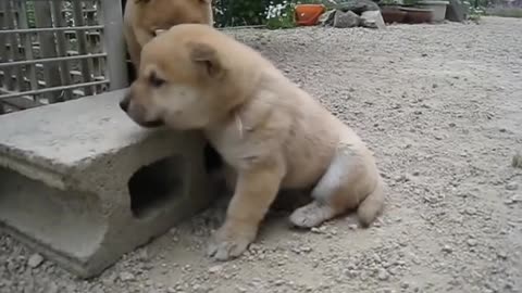 Baby Dog Adorable ✓ Puppy Pets Cute Animals