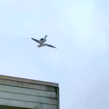 Seagull wind surfing on another Seagull
