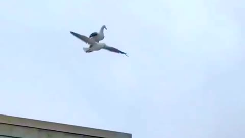 Seagull wind surfing on another Seagull