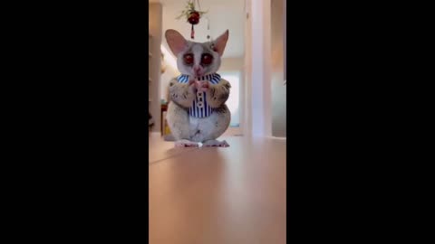 cute pets eat fruits , monkey and others