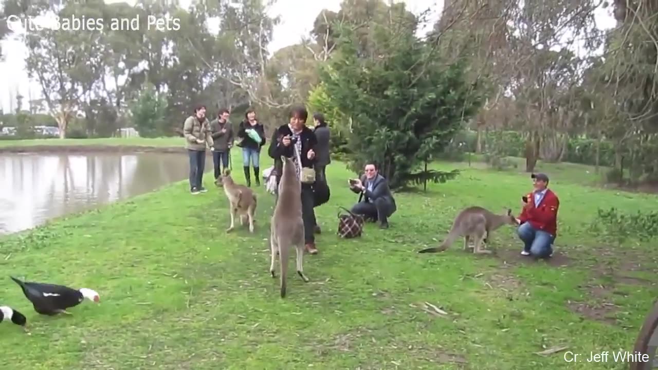 Funny Different Animals Chasing and Scaring People