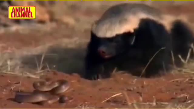 Mongoose vs snake attack video