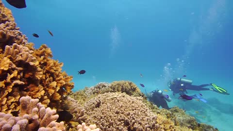 Diving Cozumel