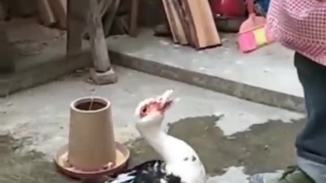 Mother Duck Funny moment🦆