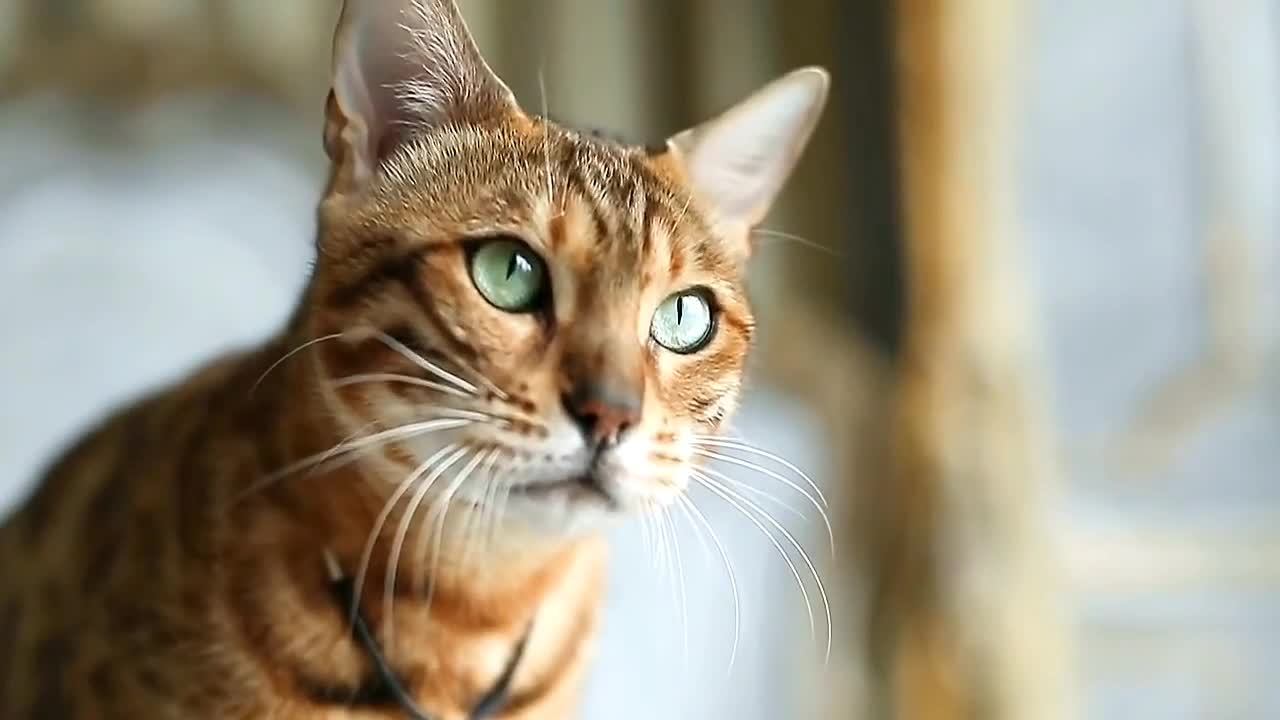 Best cat training tips video