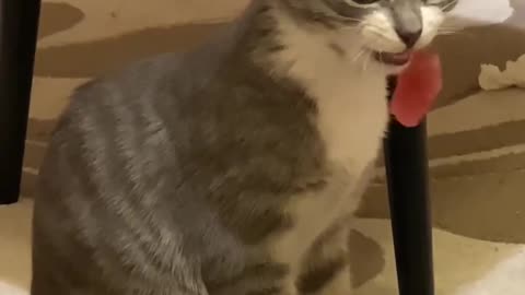 TRY NOT TO LAUGH 😆 Best Funny Videos Compilation 😂😁😆