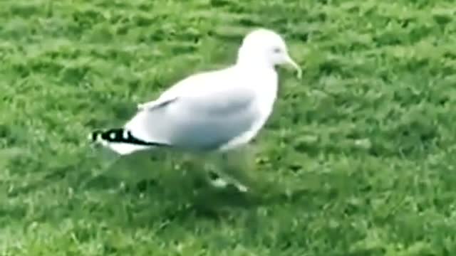 The little bird is dancing to the music | Funny and funny animals