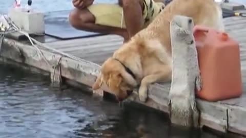 cute puppy drinking water