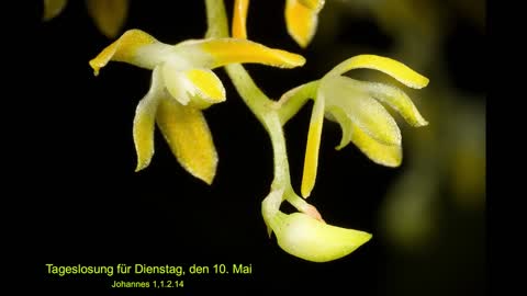 Tageslosung für Dienstag, den 10. Mai