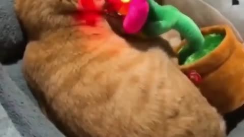 Cat funny video, Rumble