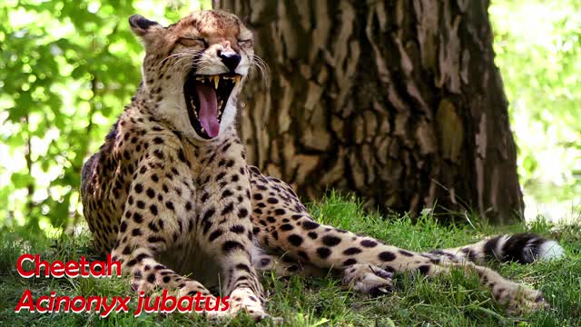 Top 10 Most Beautiful Big Cats Video