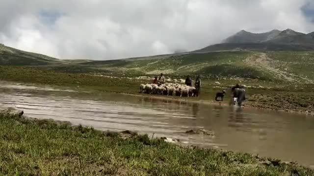 sheep Bath technique at Highland Pasture Kashmir