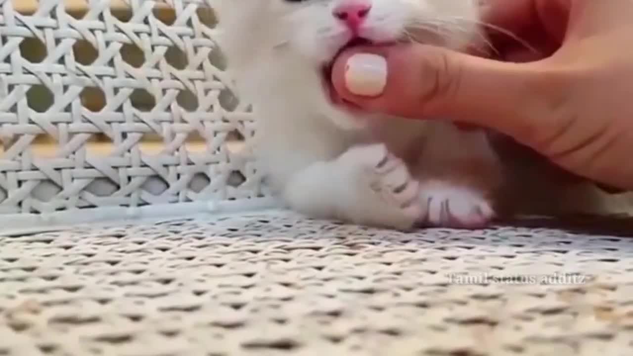 Cute cat in my hand