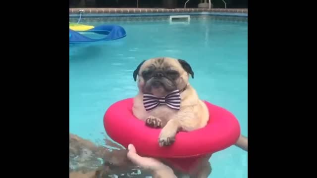 Cute Dogs And Cats That Will Make You Laugh 😂 - Funny Animal Videos 😍