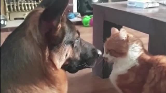 Cute And Funny Cats and Dogs pt4 - Adorable!