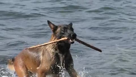 Dog Masti at lake side