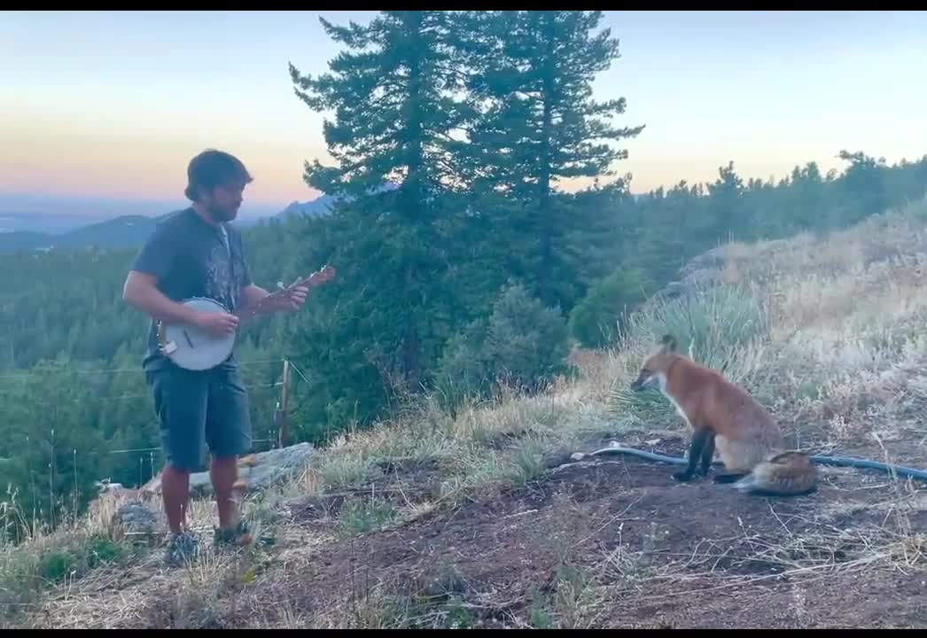 Wild Fox Sits To Listen The Playing Banjo