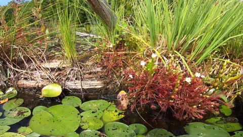 Round Leafed Sundew