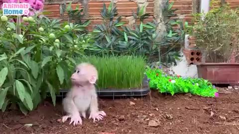 Emotional support for his baby dog by his father