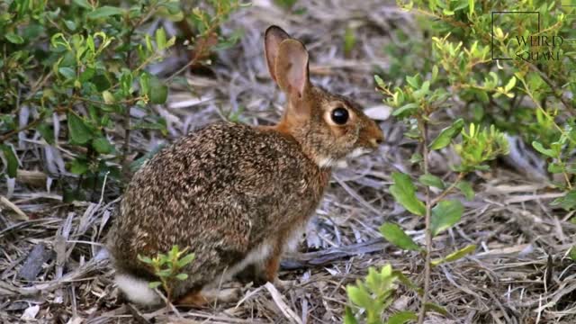 Interesting facts about Rabbit! Bunny day