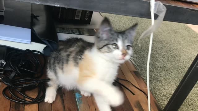 My kitten is playing with a piece of paper