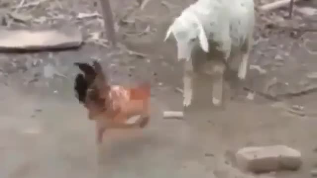 sheep vs hen