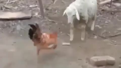 sheep vs hen